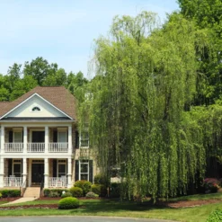 Niobe Golden Weeping Willow 7 Niobe Golden Weeping Willow -Perennials Shop Niobe weeping willow 3