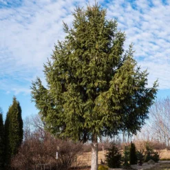 Norway Spruce Tree 7 Norway Spruce Tree -Perennials Shop Norway Spruce 2 FGT