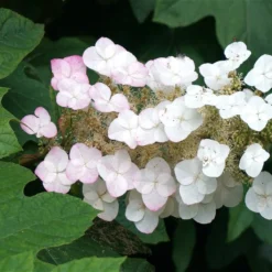 Oakleaf Hydrangea Shrub -Perennials Shop OAKLEAF FGT THUMB a396bc6d 9d3c 49ac 82c6 f1db3d28bb3d