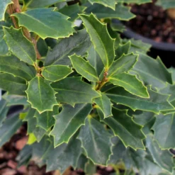 Oak Leaf™ Holly Tree 6 Oak Leaf™ Holly Tree -Perennials Shop Oak Leaf Holly 3