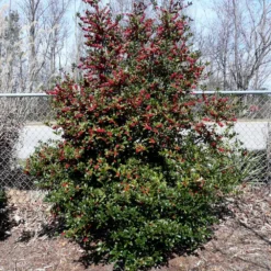 Oak Leaf™ Holly Tree 7 Oak Leaf™ Holly Tree -Perennials Shop Oak Leaf Holly 4