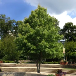 October Glory Red Maple Tree -Perennials Shop October Glory Maple 1 FGT