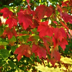 October Glory Red Maple Tree -Perennials Shop October Glory Maple 2 FGT