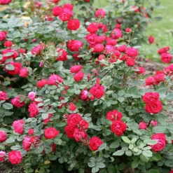 Oso Easy® Double Red Rose -Perennials Shop Oso Double Red Rose 1