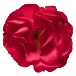 Oso Easy® Double Red Rose -Perennials Shop Oso Double Red Rose 3