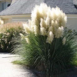 Pampas Grass -Perennials Shop Pampas Grass 4 FGT