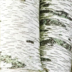 White Birch Tree -Perennials Shop Paper White Birch 2