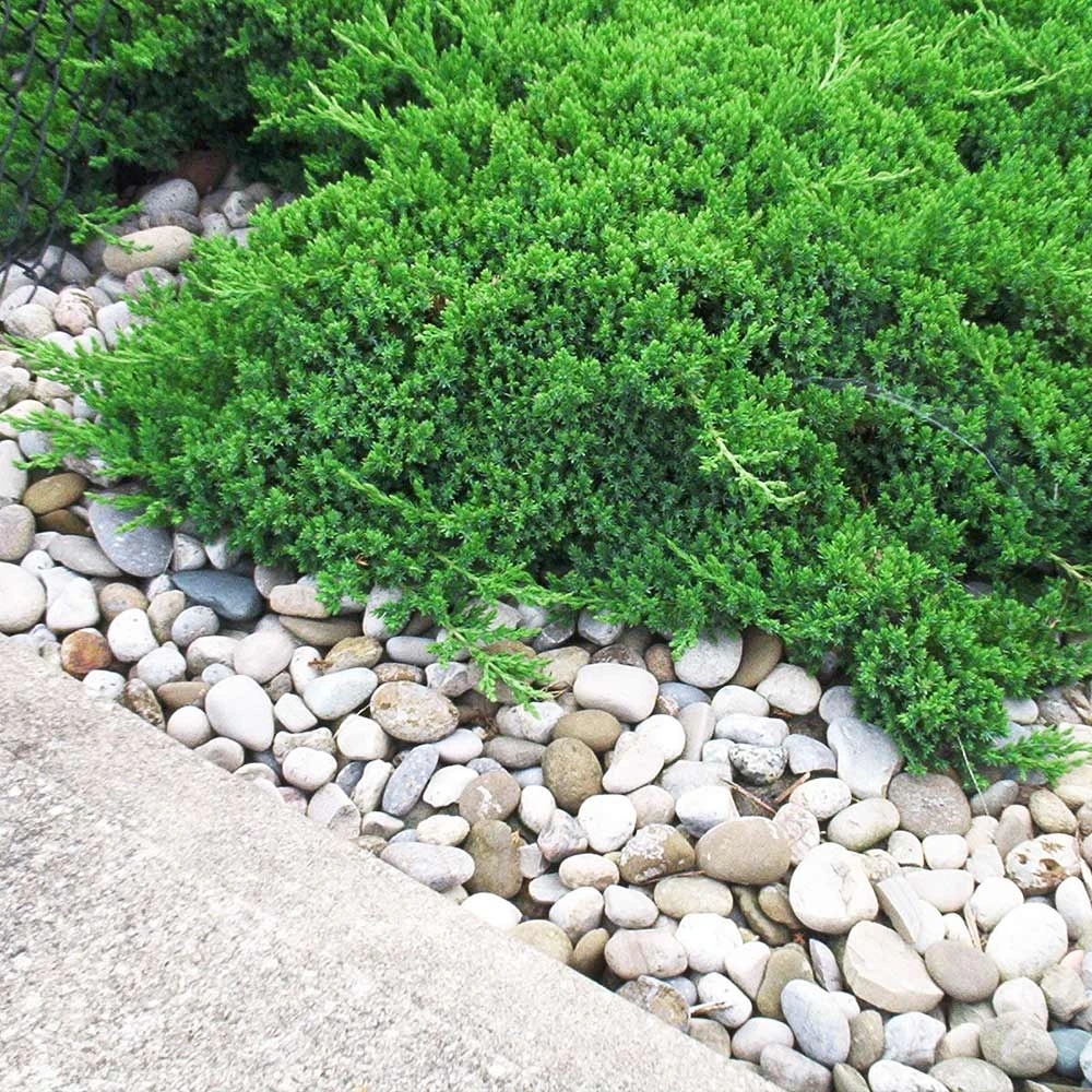 Parson’s Juniper 2 Parson’s Juniper - Image 2