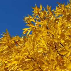 Patmore Green Ash Tree 9 Patmore Green Ash Tree -Perennials Shop Patmore Green Ash 2