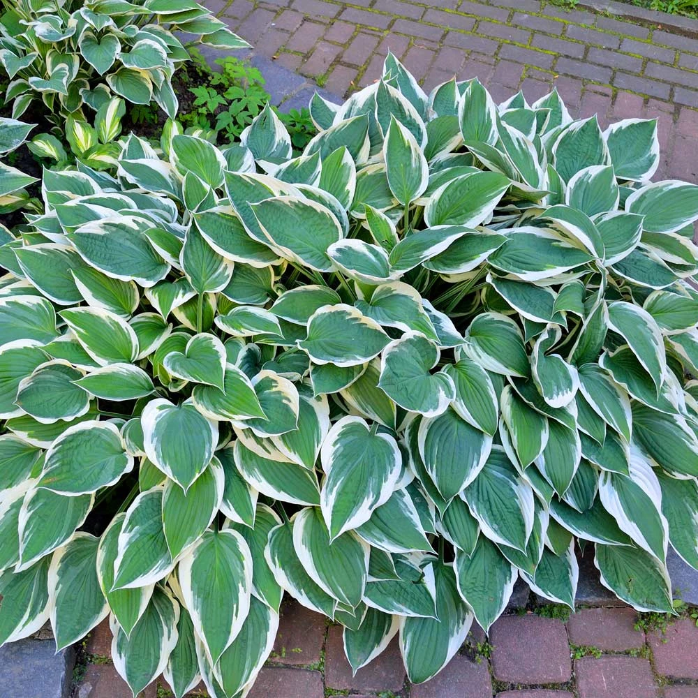 Patriot Hosta Plant 2 Patriot Hosta Plant - Image 2