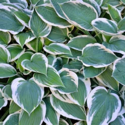 Patriot Hosta Plant 5 Patriot Hosta Plant -Perennials Shop Patriot Hosta 3
