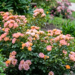 Peach Drift® Rose -Perennials Shop Peach Drift Rose 2 FGT