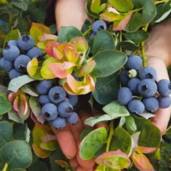 Bushel And Berry® Peach Sorbet™ Blueberry Bush 9 Bushel And Berry® Peach Sorbet™ Blueberry Bush -Perennials Shop Peach Sorbet BLueberry 7