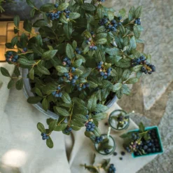 Bushel And Berry® Perpetua Blueberry 9 Bushel And Berry® Perpetua Blueberry -Perennials Shop Perpetua Blueberry 1 FGT