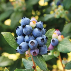 Bushel And Berry® Perpetua Blueberry 8 Bushel And Berry® Perpetua Blueberry -Perennials Shop Perpetua Blueberry 6 FGT