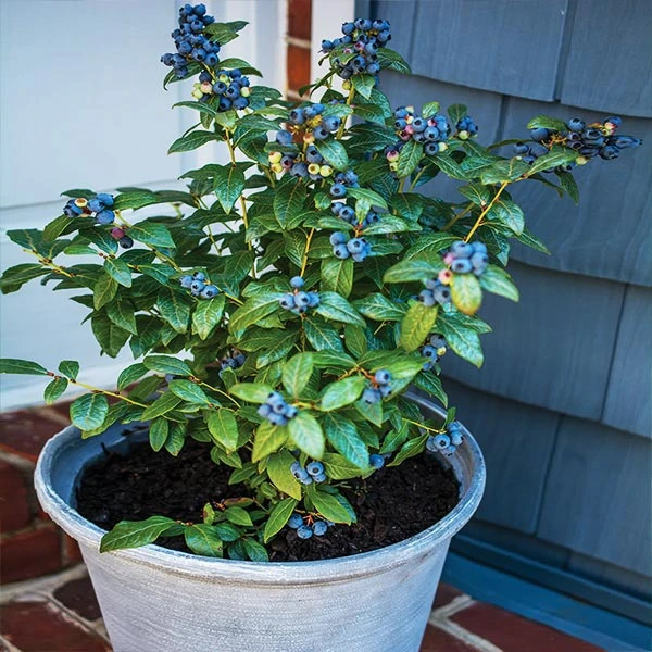 Bushel And Berry® Perpetua Blueberry 1 Bushel And Berry® Perpetua Blueberry