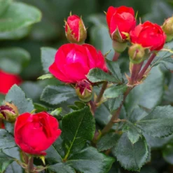 Petite Knock Out® Rose 8 Petite Knock Out® Rose -Perennials Shop Petite Red Knockout Rose3