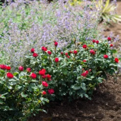 Petite Knock Out® Rose 9 Petite Knock Out® Rose -Perennials Shop Petite Red Knockout Rose4