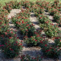 Petite Knock Out® Rose 10 Petite Knock Out® Rose -Perennials Shop Petite Red Knockout Rose6