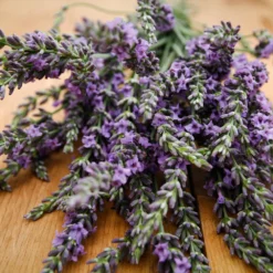 Phenomenal™ Lavender Plant -Perennials Shop Phenomenal Lavender 3 FGT