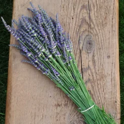 Phenomenal™ Lavender Plant -Perennials Shop Phenomenal Lavender 7