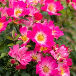 Pink Drift® Rose -Perennials Shop Pink Drift Rose 1 FGT