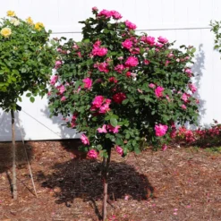Pink Knock Out® Rose Tree 7 Pink Knock Out® Rose Tree -Perennials Shop Pink Knockout Rose Tree 2