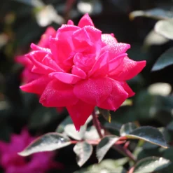 Pink Knock Out® Rose Tree 6 Pink Knock Out® Rose Tree -Perennials Shop Pink Knockout Rose Tree 3 FGT
