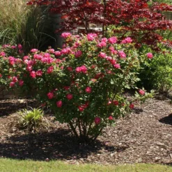 Double Pink Knock Out® Rose 9 Double Pink Knock Out® Rose -Perennials Shop Pink Knockout Shrub 3