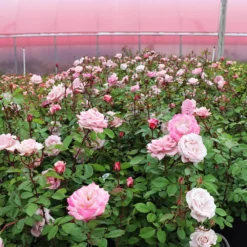 Pinkerbelle™ Rose 11 Pinkerbelle™ Rose -Perennials Shop Pinkerbelle Rose 4
