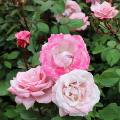 Pinkerbelle™ Rose 8 Pinkerbelle™ Rose -Perennials Shop Pinkerbelle Rose 5