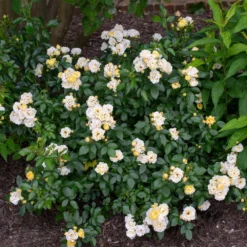 Popcorn Drift® Rose 5 Popcorn Drift® Rose -Perennials Shop Popcorn Drift Rose 3