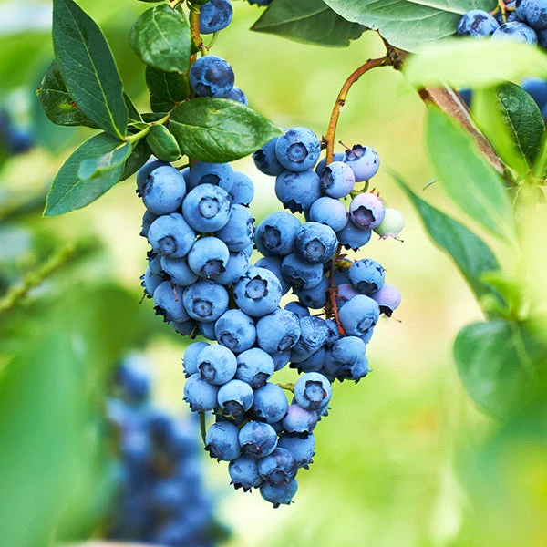 Powderblue Blueberry - USDA Organic 1 Powderblue Blueberry - USDA Organic