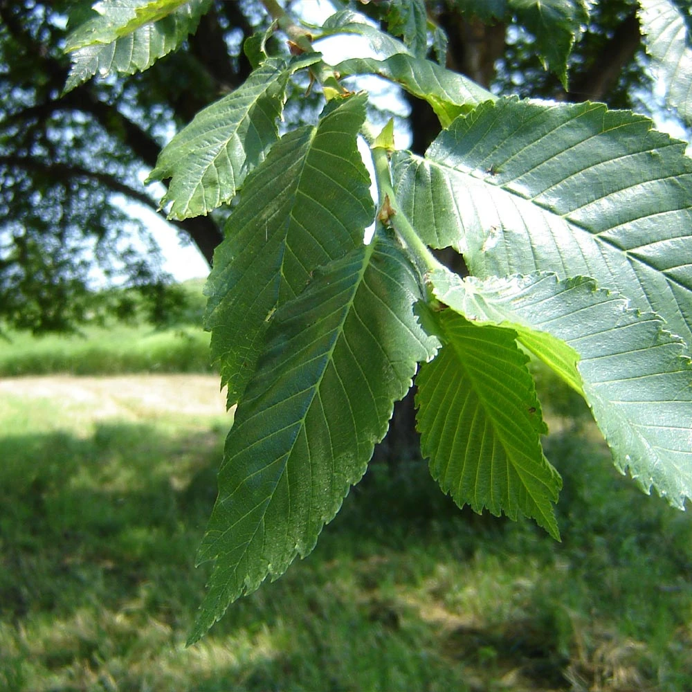 Prairie Expedition® Elm Tree 3 Prairie Expedition® Elm Tree - Image 3