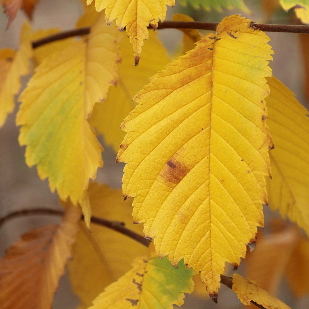 Prairie Expedition® Elm Tree 4 Prairie Expedition® Elm Tree - Image 4