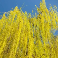 Prairie Cascade Weeping Willow 6 Prairie Cascade Weeping Willow -Perennials Shop Prarie Cascade Willow 3 FGT