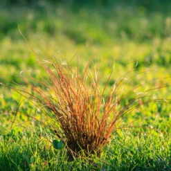 Prairie Fire Sedge -Perennials Shop Prarie Fire Sedge 5 FGT