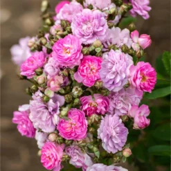 Pretty Polly® Lavender Rose -Perennials Shop Pretty Polly Lavender 1 FGT