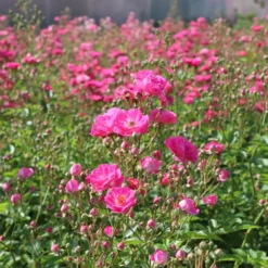 Pretty Polly® Pink Rose -Perennials Shop Pretty Polly Pink