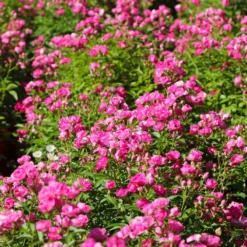 Pretty Polly® Pink Rose -Perennials Shop Pretty Polly Pink 3 FGT