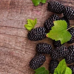 Prime Ark Freedom Blackberry - USDA Organic 6 Prime Ark Freedom Blackberry - USDA Organic -Perennials Shop Prime Ark Freedom Blackberries 450w d5286eb3 bcc5 4d9f baed f30b1d6d3dee