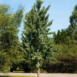 Princeton Sentry™ Columnar Ginkgo Tree 5 Princeton Sentry™ Columnar Ginkgo Tree -Perennials Shop Princeton Sentry Ginkgo Tree 1