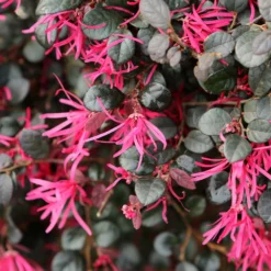 Purple Daydream® Dwarf Loropetalum 9 Purple Daydream® Dwarf Loropetalum -Perennials Shop Purple Daydream Loropetalum 1