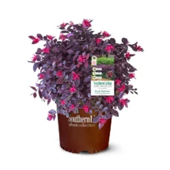 Purple Daydream® Dwarf Loropetalum 12 Purple Daydream® Dwarf Loropetalum -Perennials Shop Purple Daydream Loropetalum 2