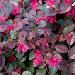 Purple Diamond® Semi-Dwarf Loropetalum -Perennials Shop Purple Diamond loropetalum 1