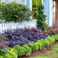 Purple Diamond® Semi-Dwarf Loropetalum -Perennials Shop Purple Diamond loropetalum 5