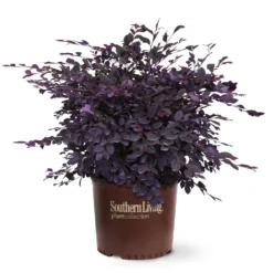 Purple Diamond® Semi-Dwarf Loropetalum -Perennials Shop Purple Diamond loropetalum 6