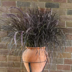 Purple Fountain Grass 10 Purple Fountain Grass -Perennials Shop Purple Fountain Grass 1