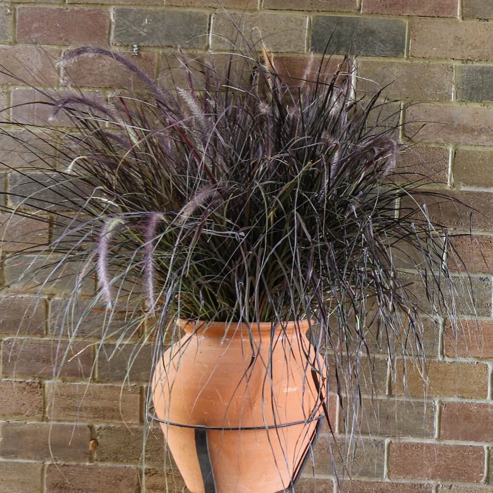 Purple Fountain Grass 5 Purple Fountain Grass - Image 5