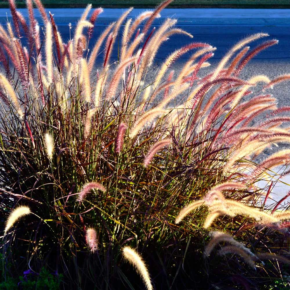 Purple Fountain Grass 6 Purple Fountain Grass - Image 6